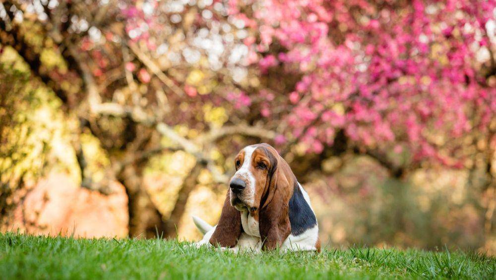 ilustrasi anjing basset hound (unsplash.com/Will Thomas)