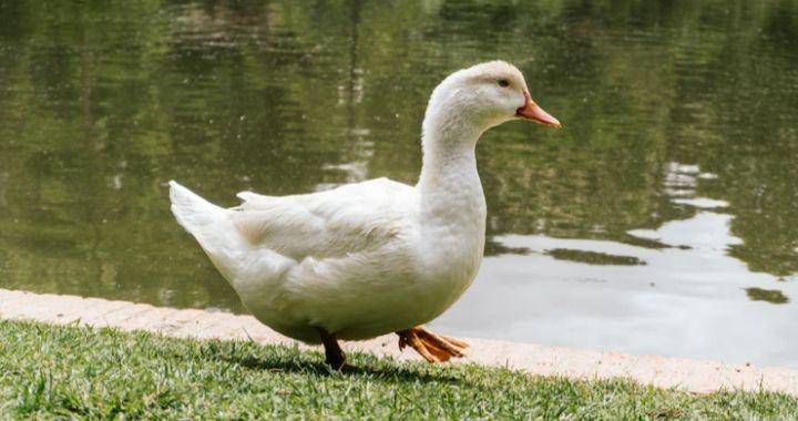 bebek (freepik.com/wirestock)