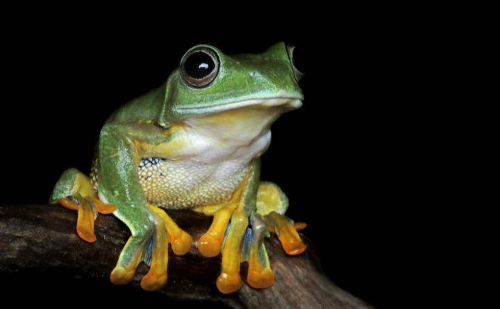 katak (freepik.com/kuritafsheen77)