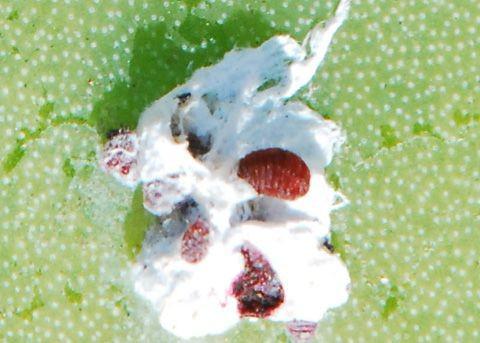 Mengenal Dactylopius coccus, Serangga yang Dijadikan Pewarna Alami