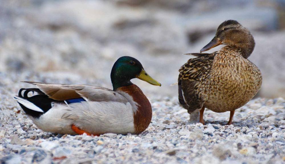 ilustrasi hewan bebek (Pexels.com/Pixabay)
