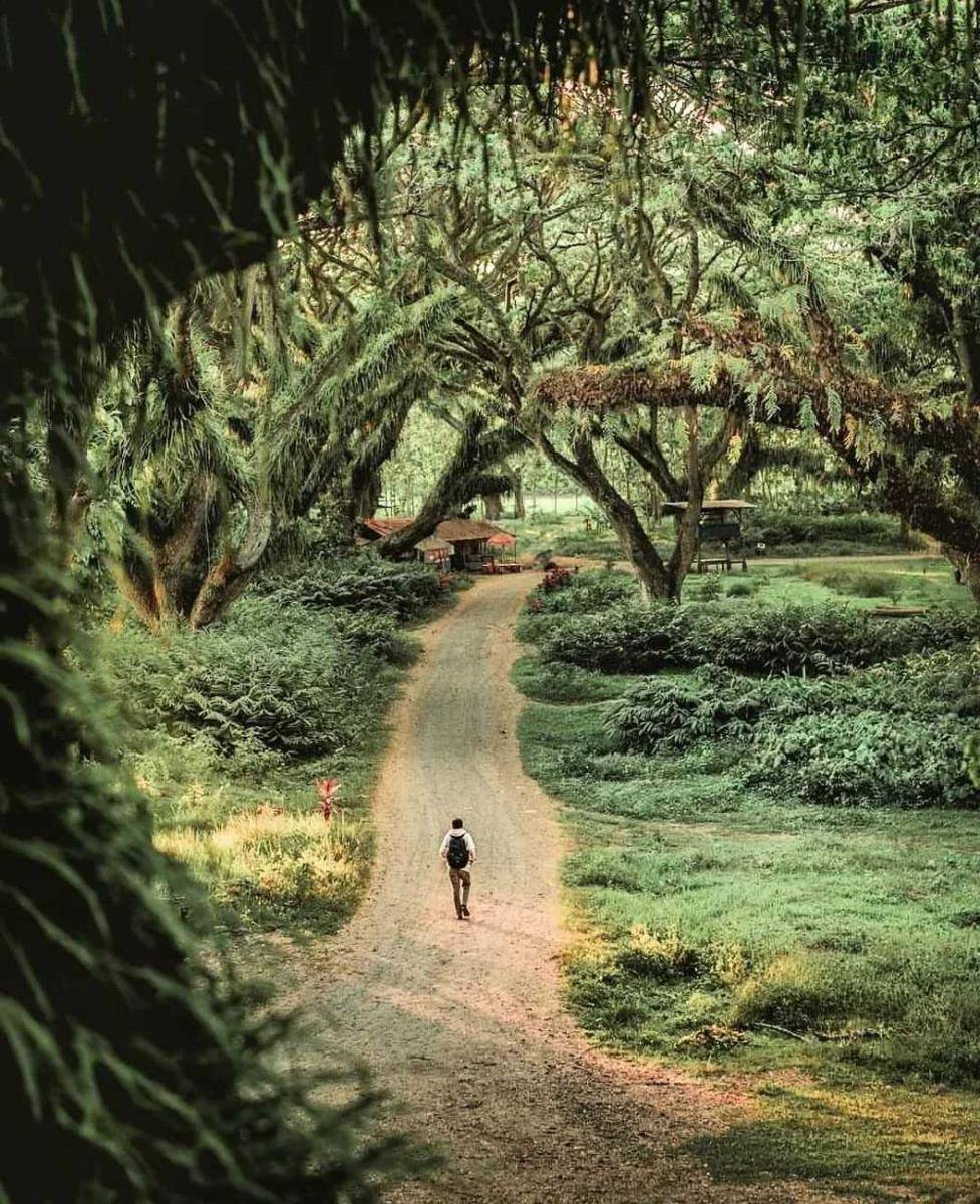 Djawatan Forest Banyuwangi (instagram.com/yudi.s01)