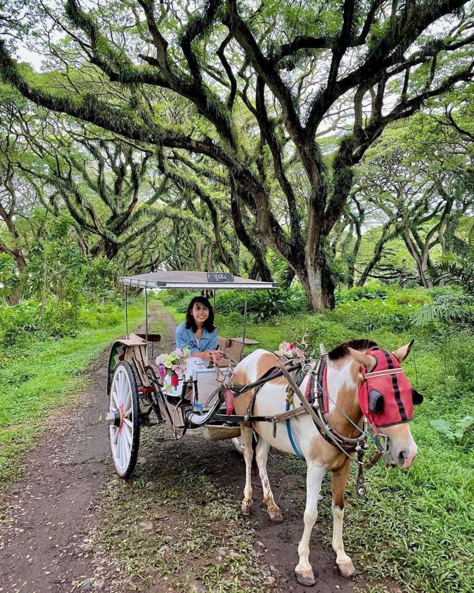 Djawatan Forest Banyuwangi (instagram.com/dyahpmg)