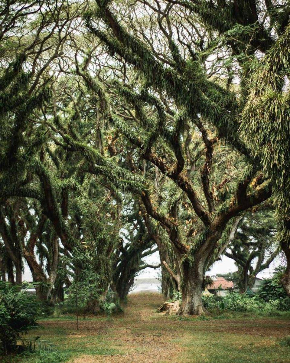 Djawatan Forest Banyuwangi (instagram.com/egimoto_)