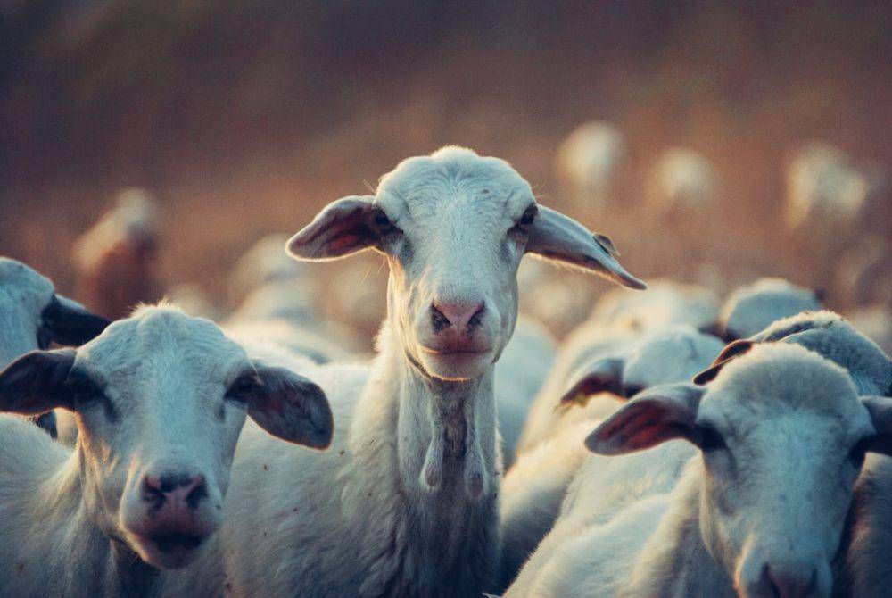 ilustrasi kambing (pexels.com/Snapwire)