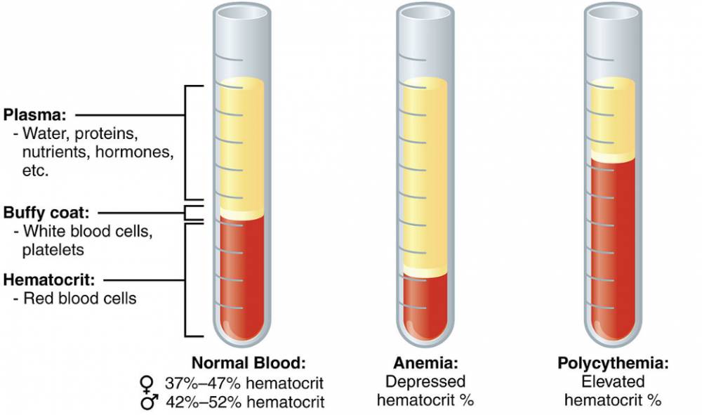 ilustrasi plasma darah (commons.wikimedia.org)