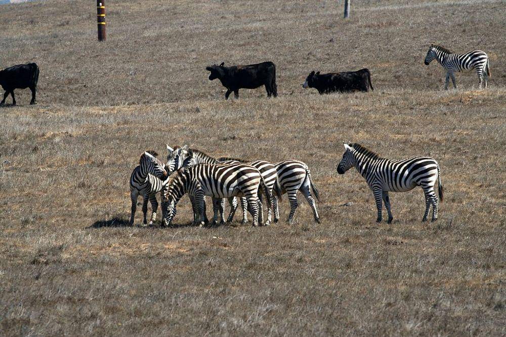 zebra di Kastil Hearst (commons.wikimedia.org/Plane777)