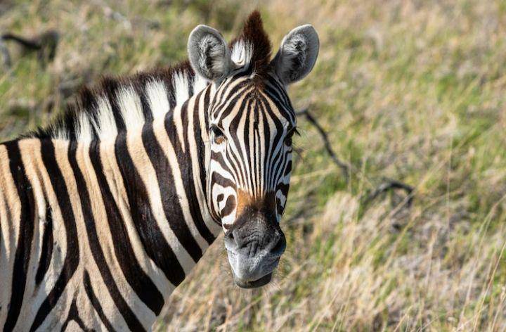 zebra (freepik.com/jcomp)