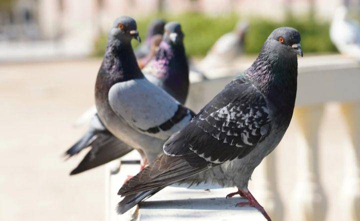 burung (freepik.com/wirestock)