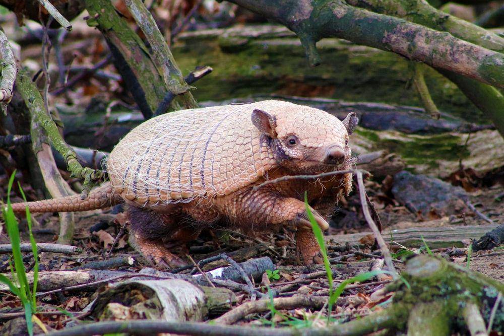 armadillo di alam bebas (pixabay.com/markmurphy-10772193)