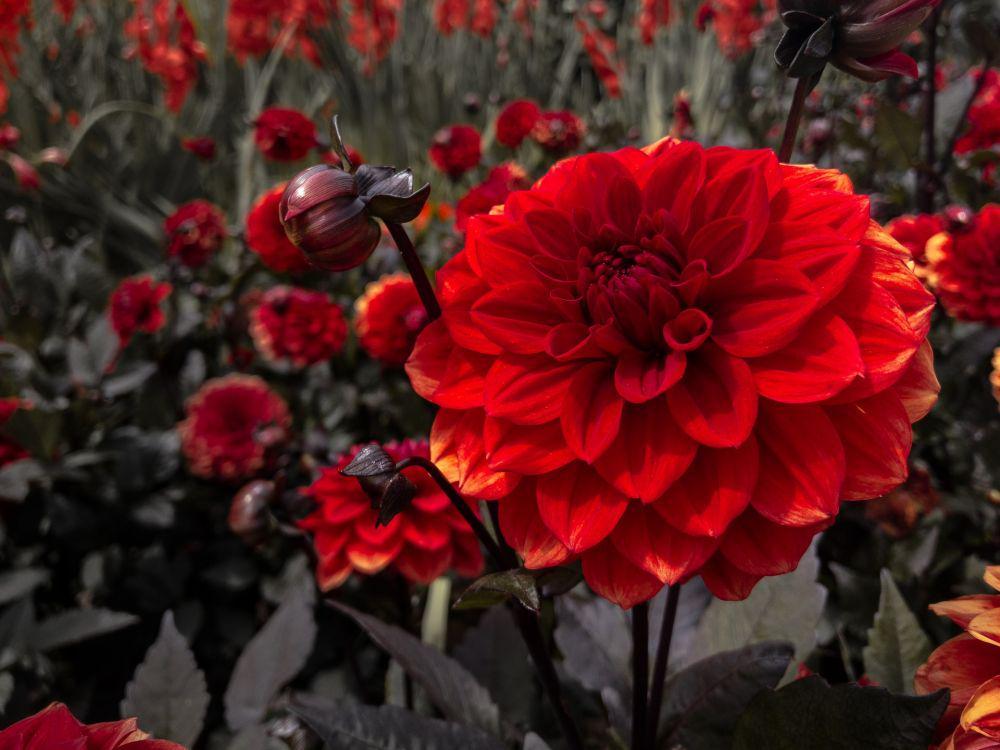 5 Rekomendasi Bunga yang Cocok Ditanam untuk Pecinta Warna Merah