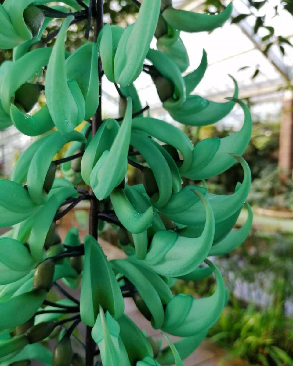 ilustrasi jade vine (instagram.com/an_italian_in_kew)