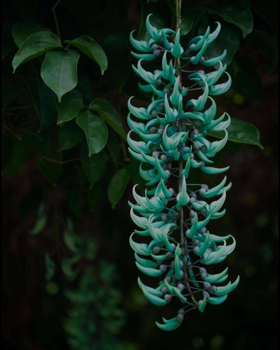 ilustrasi jade vine (instagram.com/botanygeek)