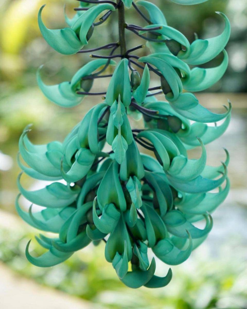ilustrasi jade vine (instagram.com/cb_photography50)