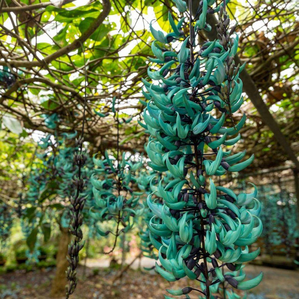 ilustrasi jade vine (instagram.com/okinawa.365)