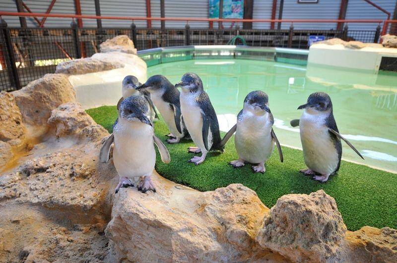 Potret Pulau Penguin di Australia (penguinisland.com.au)