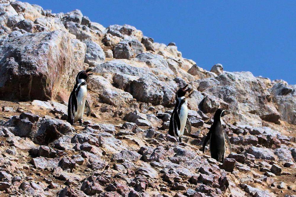 Potret penguin di Kepulauan Ballestas, Peru (peruforless.com)