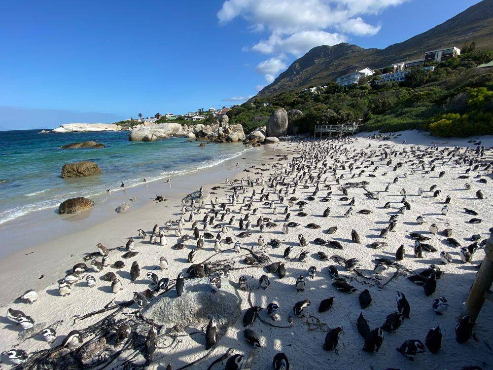 Potret kawanan penguin di Pantai Boulders, Afrika Selatan (unsplash.com/bmschell)