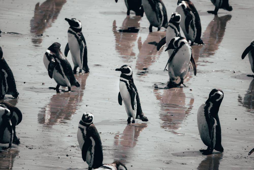 Potret penguin di Punta Tombo, Argentina (unsplash.com/ferminrp)