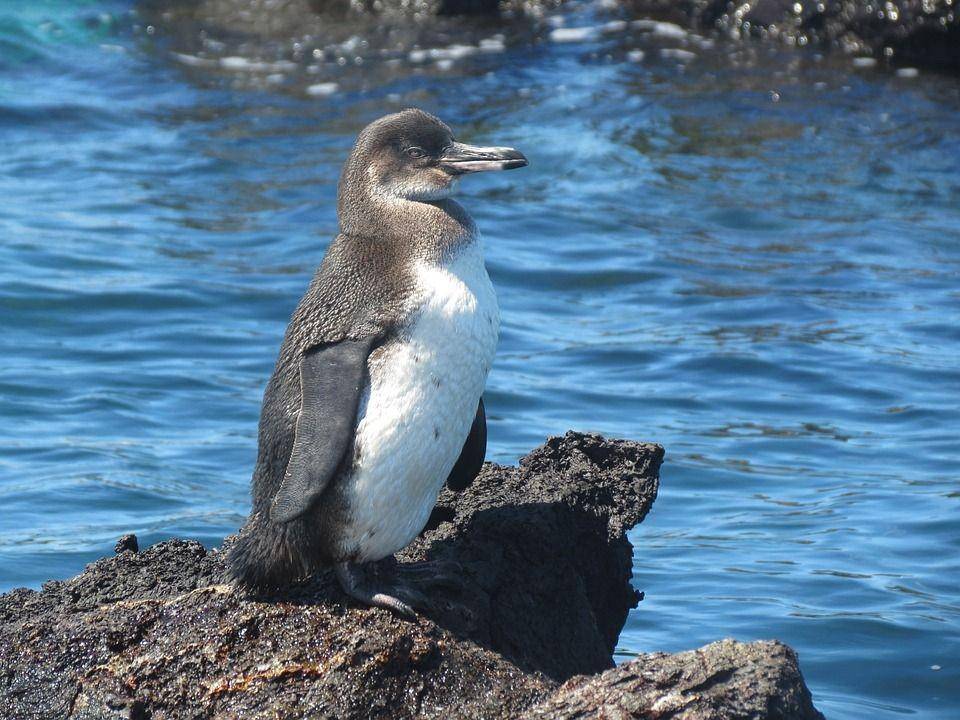 Potret penguin di Kepulauan Galapagos, Ekuador (pixabay.com/peterstuartmill)