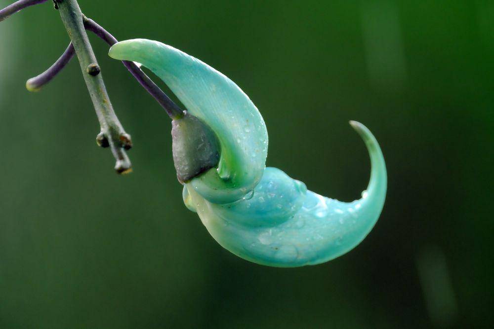 ilustrasi jade vine (pixabay.com/hartono subagio)