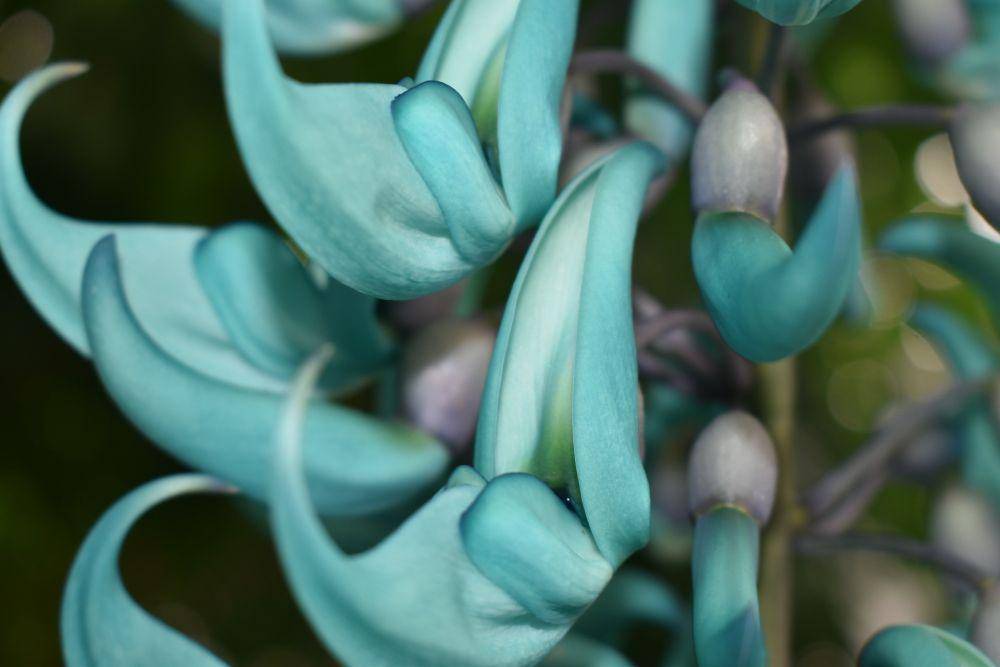 ilustrasi jade vine (pixabay.com/gaocg2018)