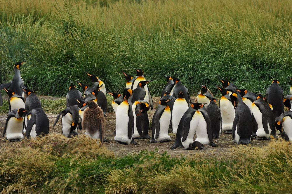 Pengin Lihat Penguin? Datanglah ke 10 Tempat Wisata di Dunia Ini!