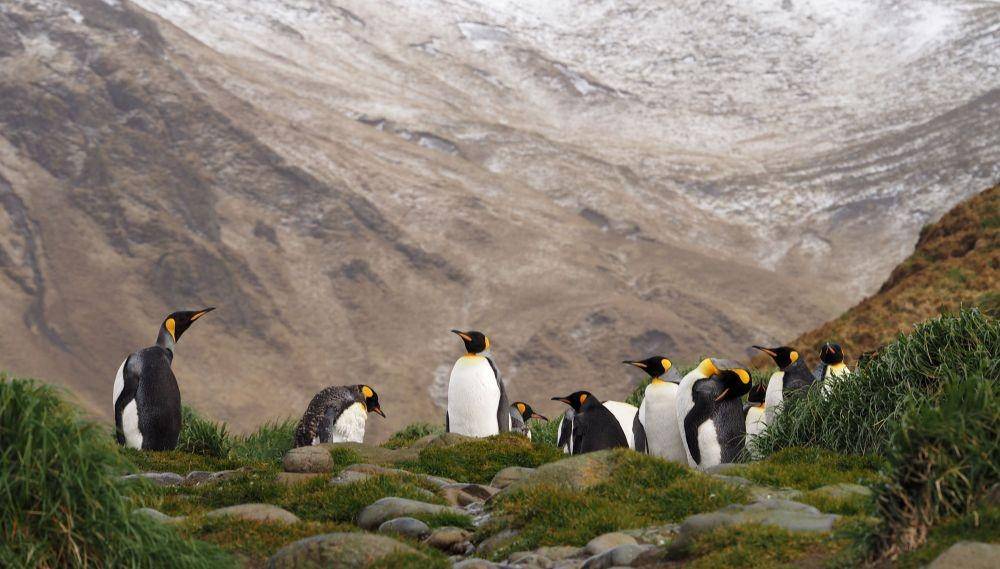 Potret penguin di Pulau Macquarie (parks.tas.gov.au)