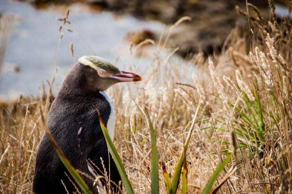 Potret penguin mata kuning di Otago Peninsula, Selandia Baru (unsplash.com/martyndejong)