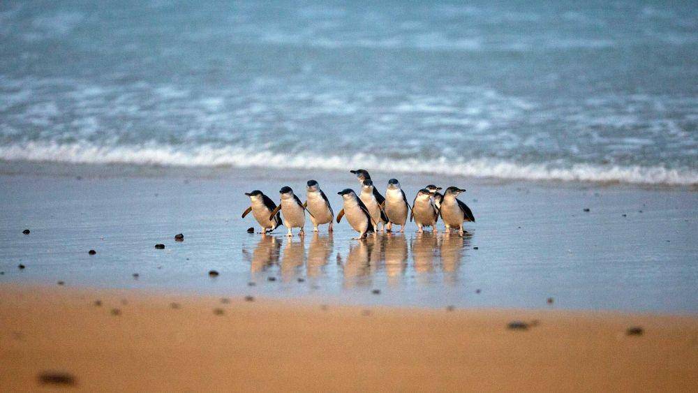 Potret parade penguin di Phillip Island, Australia (penguins.org.au)