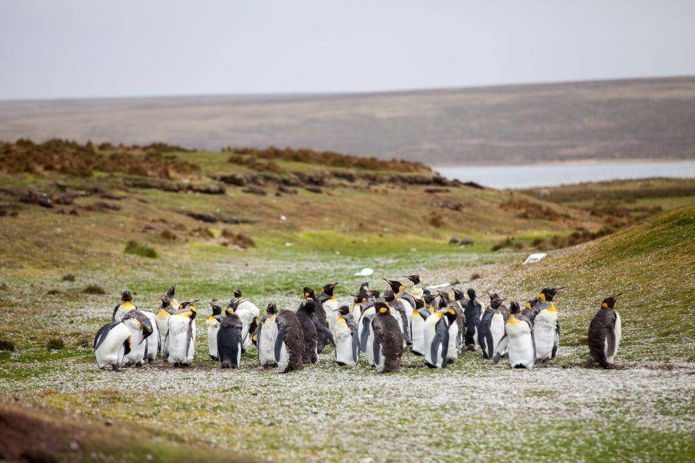 Potret penguin di Pulau Falkland, Argentina (unsplash.com/yuriyr)