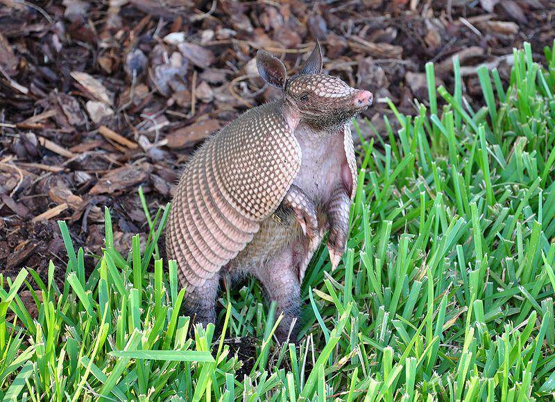 Armadillo bergaris sembilan berdiri di atas kedua kaki belakangnya. (commons.wikimedia.org/VladLazarenko)