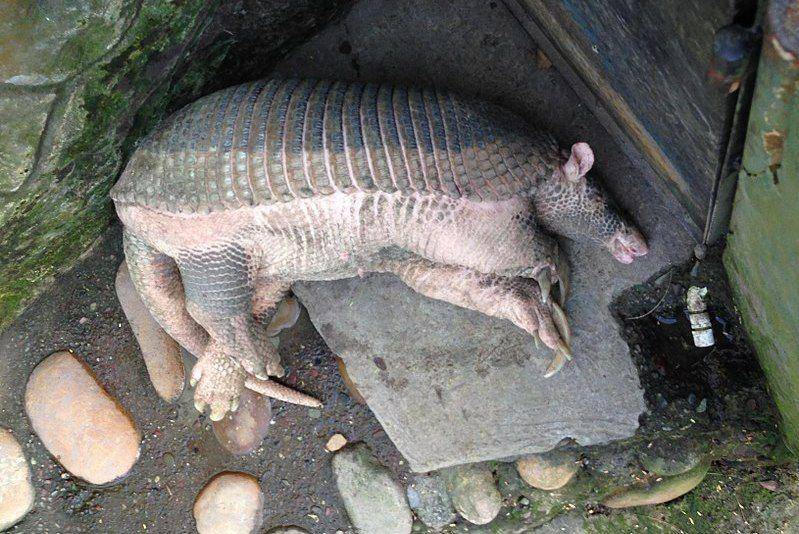 Armadillo raksasa tidur siang di Kebun Binatang Bioparque Los Ocarros, Kolombia. (commons.wikimedia.org/pipeafcr)