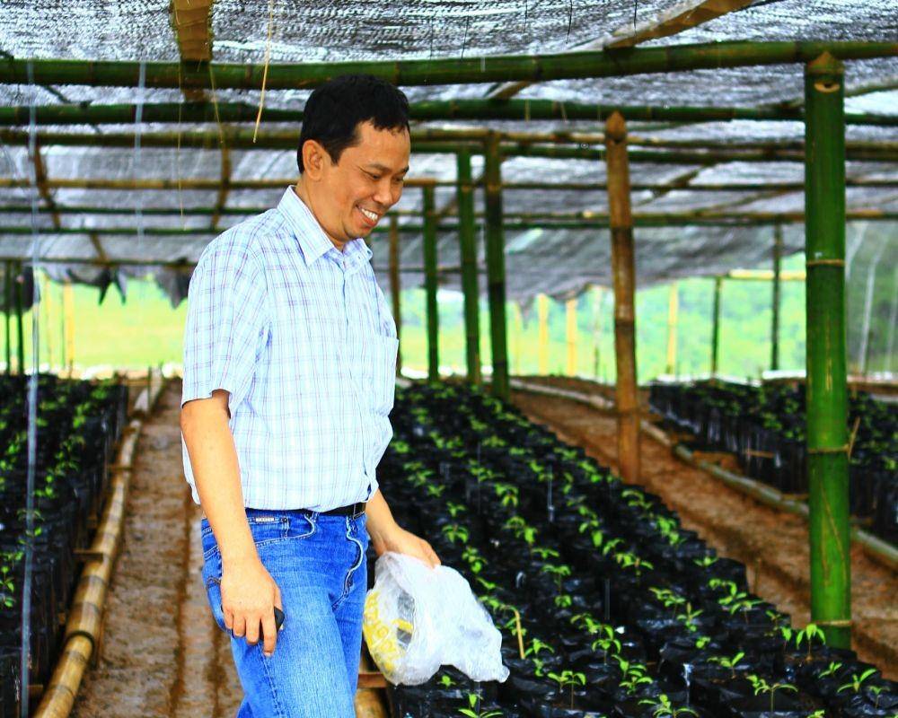 Ilustrasi pengembangan bibit cengkeh (www.hpi-agro.com)
