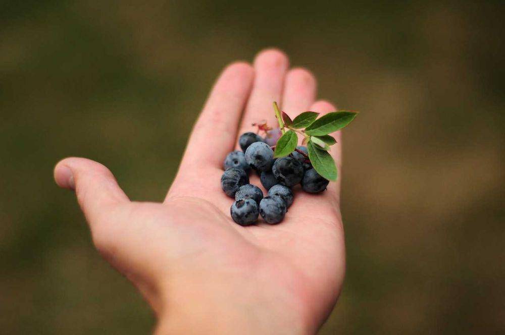 buah blueberry (pexels.com/Pixabay)