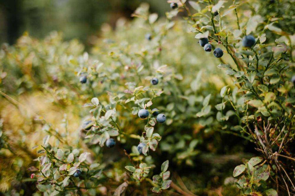 tanaman blueberry (pexels.com/Julia Volk)