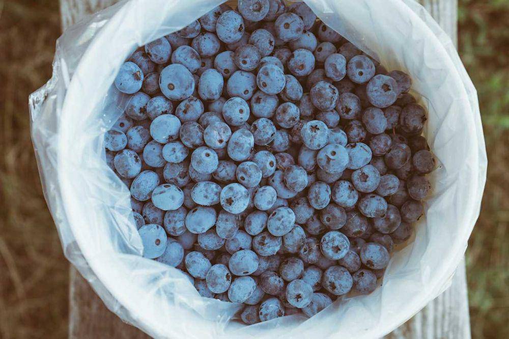 buah blueberry (pexels.com/Scott Webb)