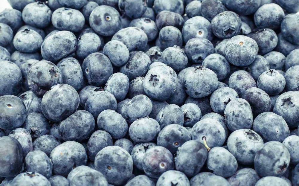 buah blueberry (pexels.com/Alesia Talkachova)