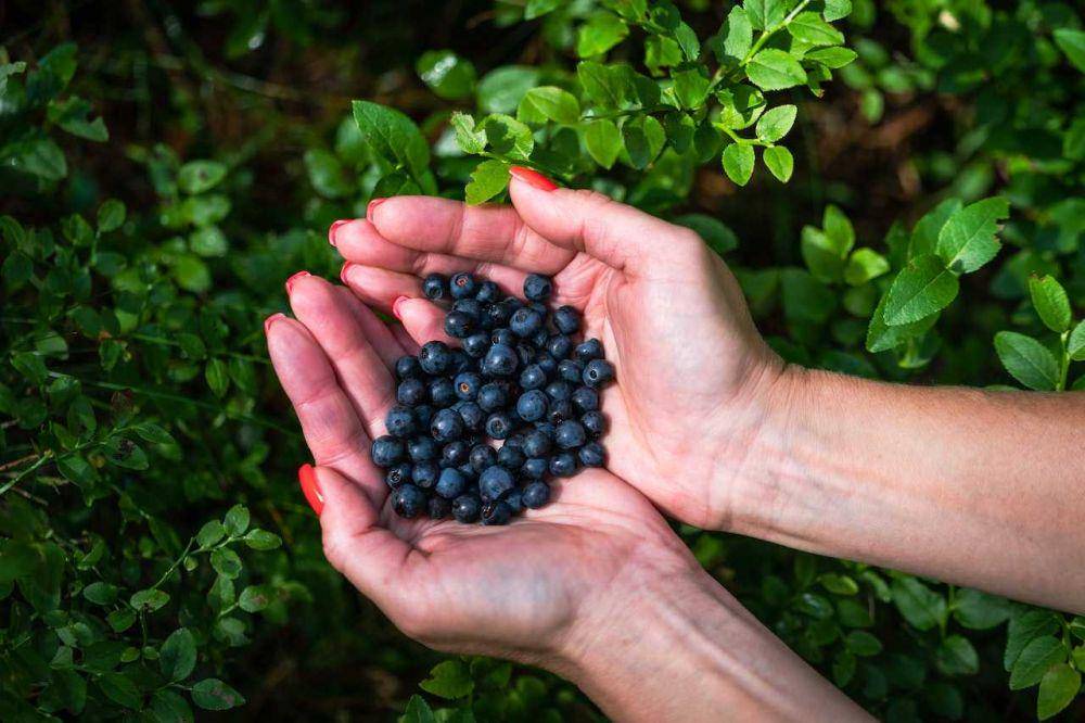 buah blueberry (pexels.com/Alari Tammsalu)