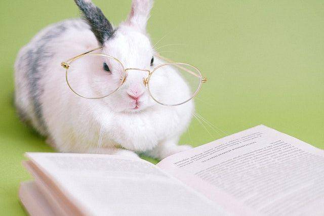 ilustrasi rabbit (pexels.com/Anna Shvets)