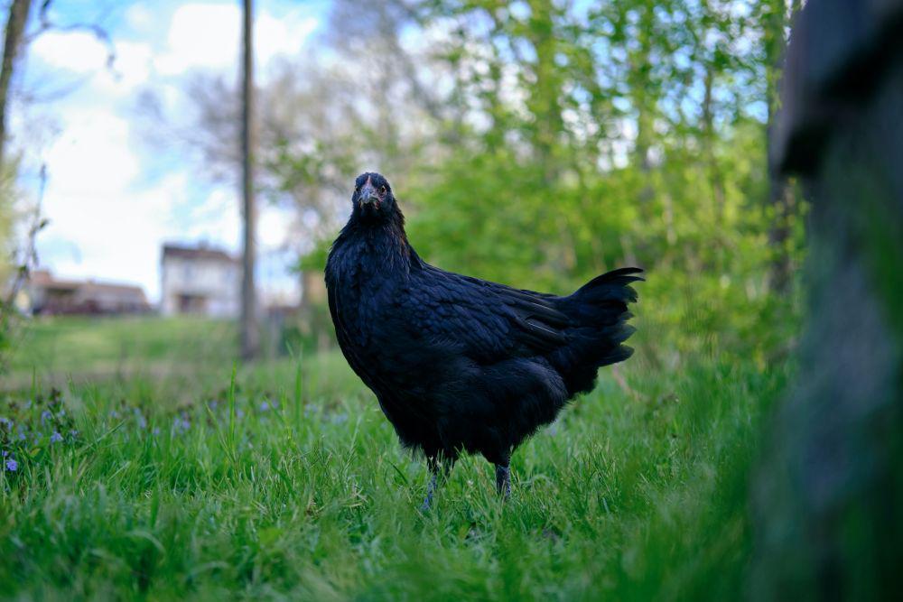 10 Mitos Ayam Cemani, Bikin Kebal dan Jadi Media Santet?
