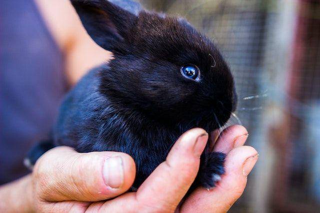 ilustrasi rabbit (pexels.com/Petar Starčević)