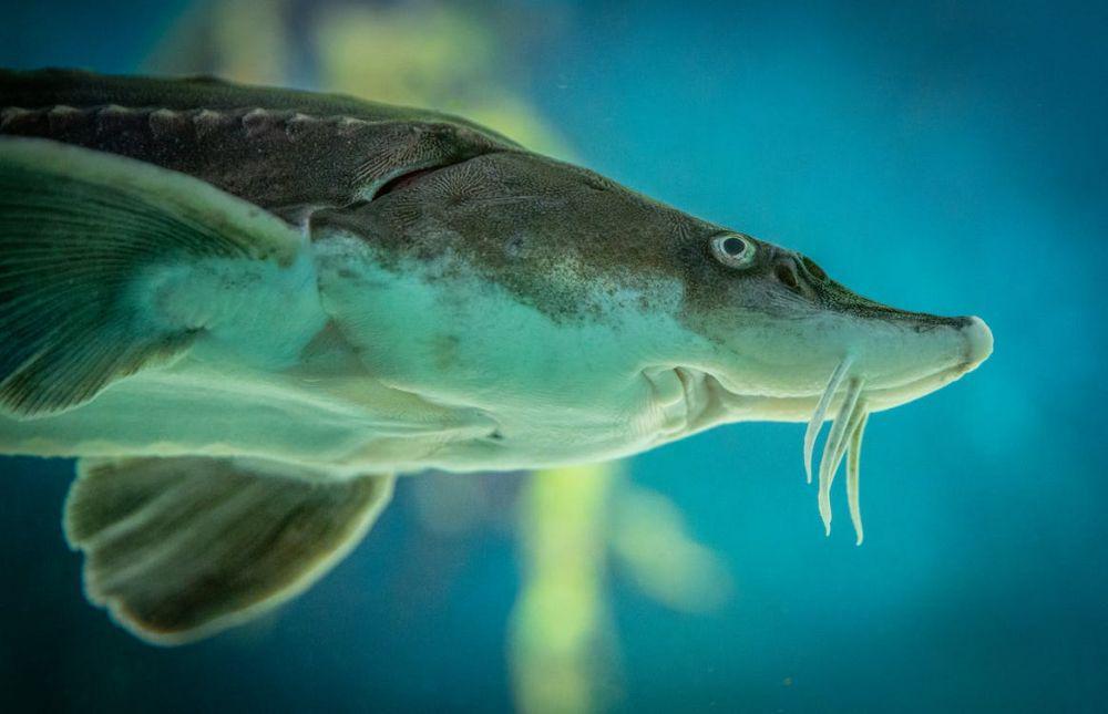5 Ikan yang Terancam Punah, Termasuk Sturgeon dan Hiu
