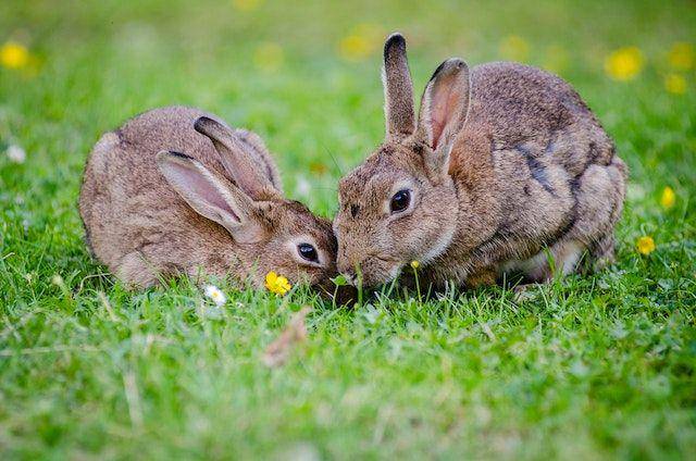 ilustrasi rabbit (pexels.com/Pixabay)