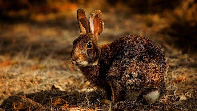 ilustrasi hare (pexels.com/Ray Bilcliff)