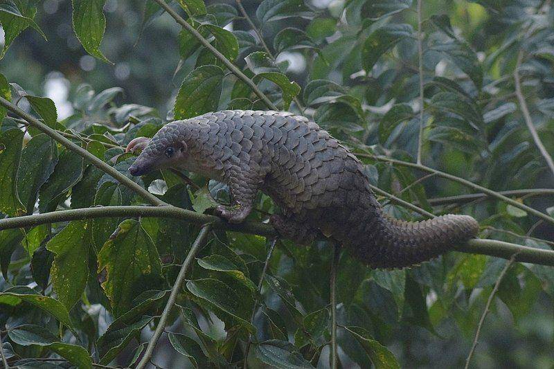 tenggiling sunda di atas pohon (commons.wikimedia.org/Frendi Apen Irawan)