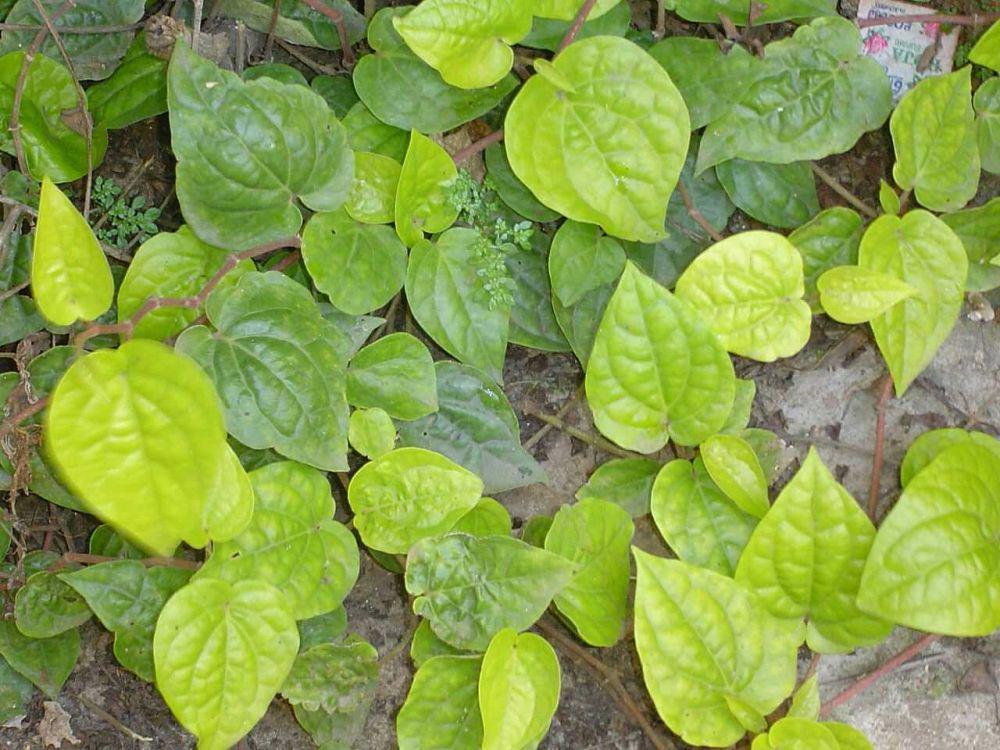 Cara Menanam Daun Sirih di Pekarangan Rumah, Dijamin Berhasil