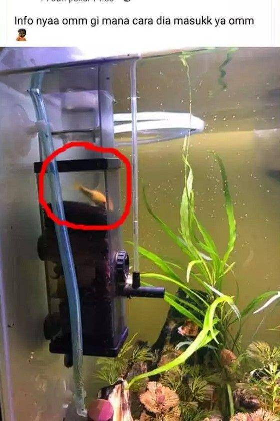 bapak-bapak hobi pelihara ikan (instagram.com/wkwkland_real)