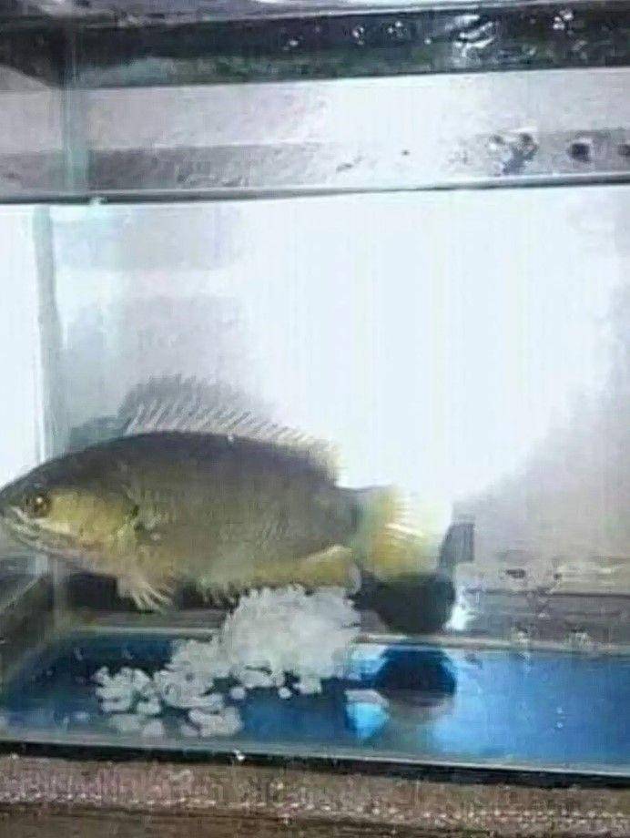 bapak-bapak hobi pelihara ikan (instagram.com/redaksiana)