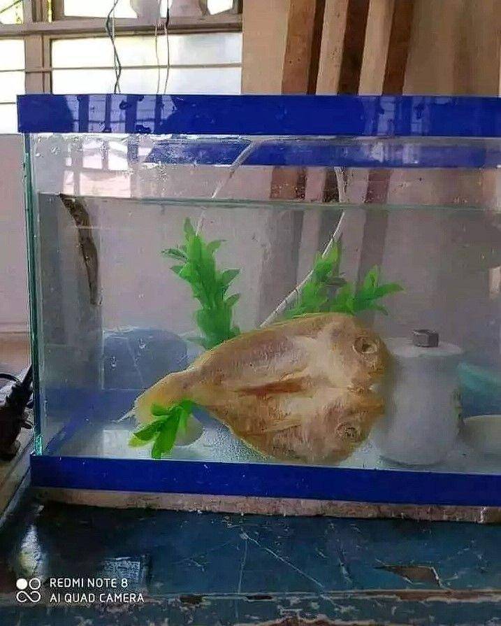 bapak-bapak hobi pelihara ikan (instagram.com/wkwkland_real)